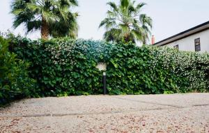 a hedge with a street light in front of it at Kiwi in Latina