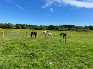 Fotografie z fotogalerie ubytování Neddys Rest Luxury Horsebox Stay v destinaci Battle
