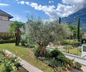a garden with an olive tree in a yard at Das Landhaus in Terlano