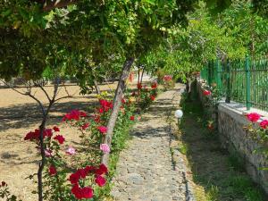 Imagen de la galería de Sun House Apartments in Eftalou, en Mithimna 33 fotos más