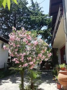 a tree with pink flowers in front of a house at Pine Apartment in Gevgelija