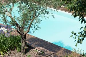- une piscine avec un arbre à côté dans l'établissement Château Du Tasta, à Camblanes-et-Meynac