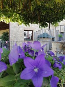 Zahrada ubytování B&B COLdiFIORE