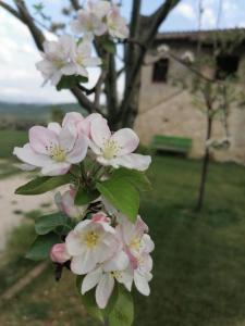 Zahrada ubytování B&B COLdiFIORE