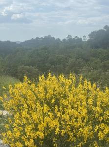 um arbusto com flores amarelas em frente a uma montanha em Joli Chalet avec grande terrasse et accès piscine em Rocbaron