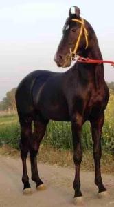 Altri animali domestici presso l'agriturismo o nei dintorni