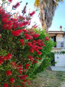 a bush of red flowers in front of a house at La dimora Difenza in Vasto