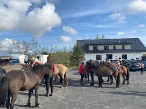 a group of horses standing in a parking lot at Guesthouse Bitra B&B in Selfoss