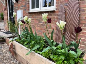 einen Garten mit weißen Blumen in einer Holzkiste in der Unterkunft Whitstable The Jolly in Whitstable