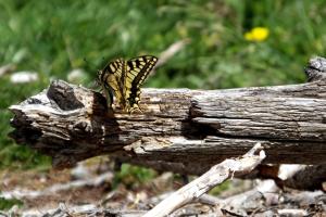 Altri animali domestici presso la locanda o nei dintorni