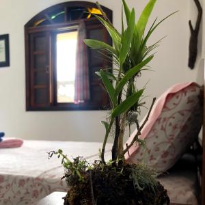 une plante en pot assise sur une table dans une pièce dans l'établissement Pousada Atelier Aly da Costa, à Iguape