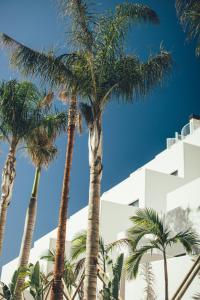 grupa palm przed budynkiem w obiekcie Cala Lanuza Suites w mieście El Campello