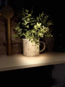 a plant in a white pot sitting on a shelf at Lovely 1-bedroom studio in the heart of Old Part of Termini Imerese in Termini Imerese