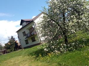a white house on a hill with a flowering tree at Gospodarstwo Agroturystyczne U Zdzicha in Bałtów