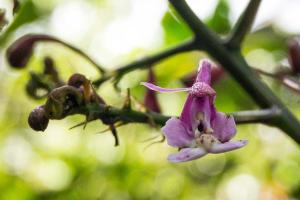 a purple flower and a bee on a tree branch at Neblina Bird in Otavalo