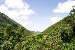 奧塔瓦洛的住宿－Neblina Bird，享有树木林立的山坡景色