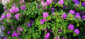 a bush of purple flowers with green leaves at Ferienwohnung Brigitte in Reichelsheim