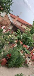 a group of plants in front of a building at LJiljana 2 Bela crkva in Bela Crkva