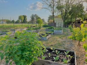 un jardín con algunas plantas en un patio en Gîte du Lapin Bleu en Coole