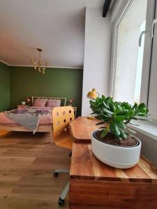 a room with a potted plant on a wooden table at Uroczy apartament blisko centrum - 10 min do plaży in Gdynia