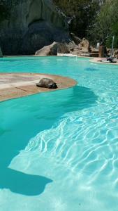 Der Swimmingpool an oder in der Nähe von Cozy Studio Porto Rotondo 35 m² + Pool