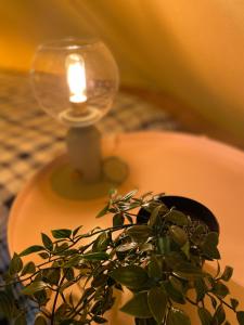 a candle and a potted plant sitting on a table at Tente Indiana Chênes - La Téouleyre in Saint-Julien-en-Born