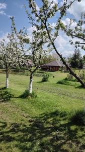 three trees in a field with a house in the background at Domki Żaklin in Berezka