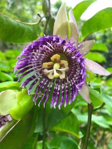 una flor púrpura con un montón de abejas en ella en Baan Til Dao Pround Fah, en Ban Na Sok