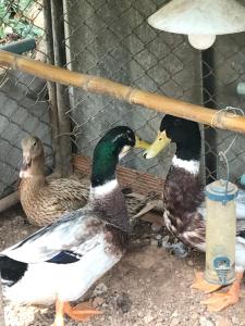 three ducks are standing next to a cage at Baan Til Dao Pround Fah in Ban Na Sok