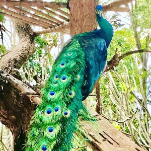 a peacock is standing on a tree at Baan Til Dao Pround Fah in Ban Na Sok