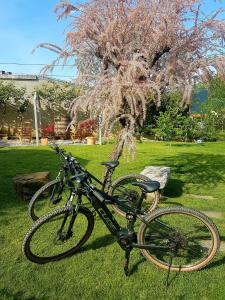 a bike parked in the grass next to a tree at Wine cellar room in Vipava