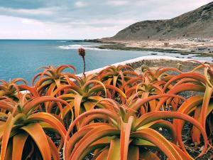 a plant with orange leaves next to the ocean at Las Canteras Suite in Las Palmas de Gran Canaria +7 photos