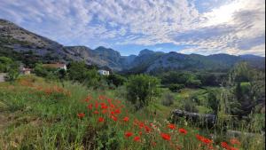 a field of red flowers on a hill with mountains at Apartments Paklenica in Starigrad-Paklenica