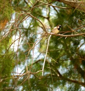 a small bird sitting on a tree branch at CHARM BEACH HOTEL in Akyarlar