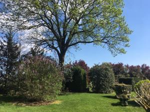 Coings的住宿－Chambre d'hôtes à la campagne，院子中间的一棵大树