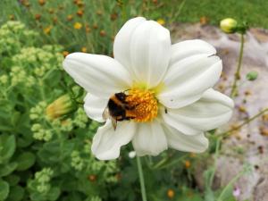 a bee is sitting on a white flower at Hasenstall in Rehburg-Loccum
