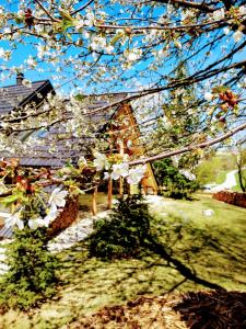 a tree with white flowers in front of a house at Koča na samem in Moravske Toplice