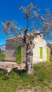 un arbre en face d'un bâtiment en pierre avec des volets verts dans l'établissement Il Canto di Kokopelli Country Houses, à Brattirò