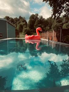a pink swan in the middle of a swimming pool at TINYLODGE am Ellertshäuser See in Stadtlauringen