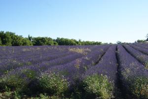 Mynd úr myndasafni af A 5 Minutes des Ocres Gïte La Charite Gordes Roussillon í Gargas