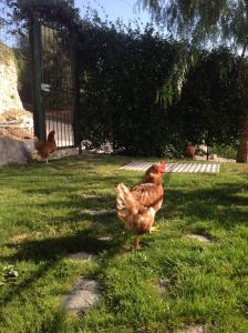 Fotografia z galérie ubytovania Agriturismo da Luì v destinácii Bordighera