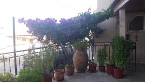 a group of potted plants on a fence at Maggie's Traditional home in Pylos