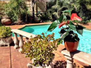uma planta em vasos sentada num banco ao lado de uma piscina em Pilgrims Delight Guest House em Centurion
