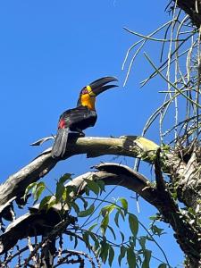 un pájaro posado sobre una rama de árbol en Sant' Martre, en Río de Janeiro