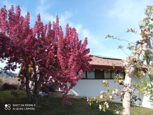 Zahrada ubytování Agritur Deromedi