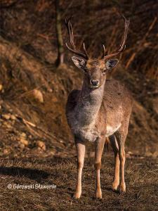 een hert met een groot gewei in een veld bij Willa Gorce in Ostrowsko