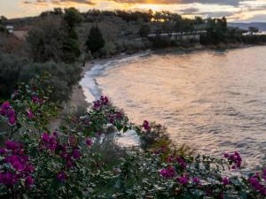 a view of a beach with pink flowers at Roppas Studios Nostos in Kato Gatzea