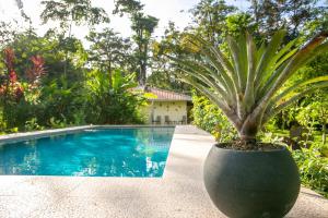 een potplant naast een zwembad bij Hotel Casa Merlin in Puerto Viejo