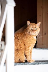 un gato naranja sentado en un alféizar de la ventana en Casa Pasch - Boutique Bed and Breakfast in Cumpadials en Sumvitg