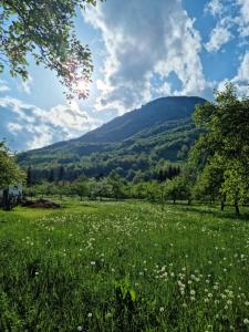 a field of grass with mountains in the background at Farmstead Green Haven in Mojkovac